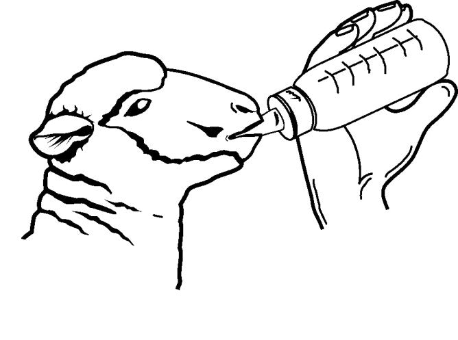 Lämmerflasche Anti-Vac 450ml