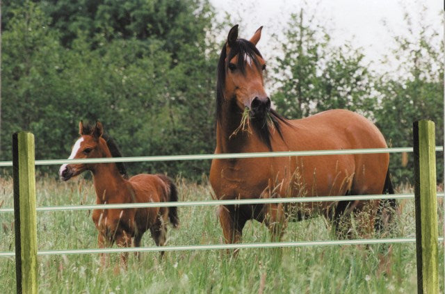 Octo Wood Festzaunpfahl 100 x 2000mm ❗ nur Abholung ❗ telefonische Bestellung!!!