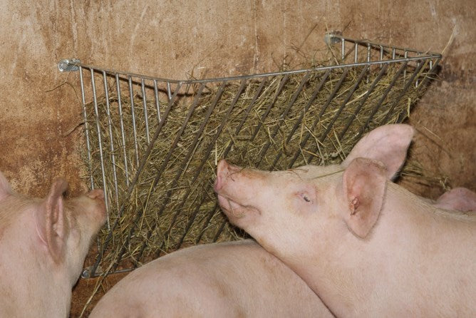 Einzelraufe 40mm, verzinkt ❗ nur Abholung ❗ telefonische Bestellung!!!