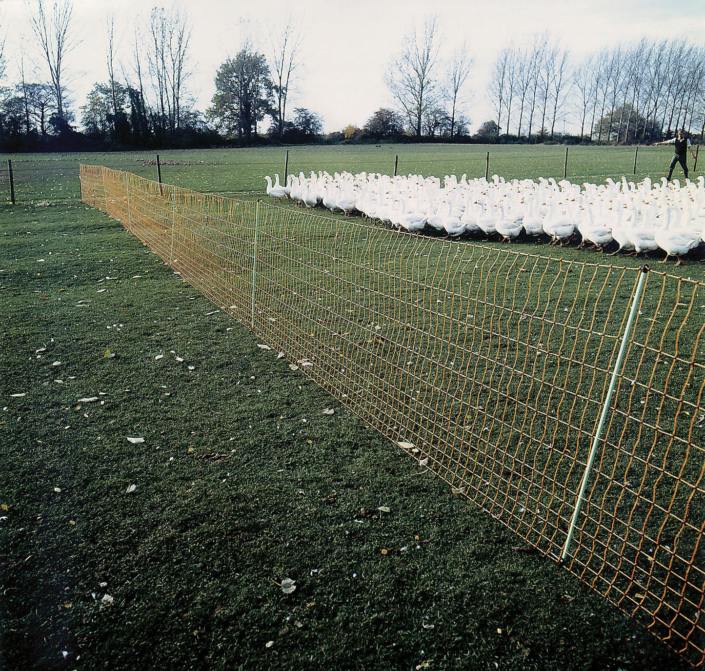 Euro-Netz Geflügel 112/1 50m