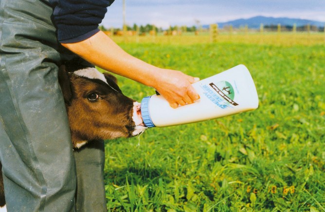 Speedy-Feeder-Kälberflasche 2,5 Liter